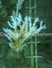 acropora-elegans.jpg