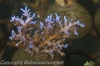 acropora-fenneri-4725.jpg