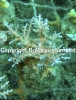 acropora-fenneri-blue-tips.jpg