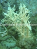 acropora-fenneri-green.jpg