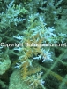 acropora-fenneri-pink-tips.jpg