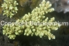 acropora-florida-green-1413.jpg
