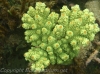 acropora-florida-green.jpg