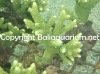 acropora-formosa-green-80011342.jpg