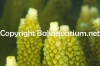 acropora-formosa-green.80011342.jpg