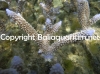 acropora-formosa-light-blue-800113212.jpg
