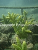 acropora-formosa-lime.jpg