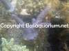 acropora-formosa.purple..800113242.jpg