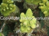 acropora-gemmifera-lime.jpg