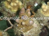 acropora-gemmifera-purple-tips.jpg