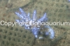 acropora-gommezi-1364.jpg
