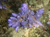 acropora-gommezi.jpg