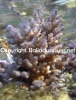 acropora-granulosa-pink..jpg