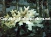 acropora-granulosa-sp.jpg