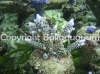 acropora-hoeksemai-silver.jpg