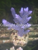 acropora-hoeksemai.jpg