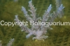 acropora-horrida-pink-1381.jpg