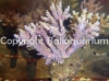 acropora-horrida-pink.jpg
