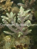 acropora-horrida.jpg