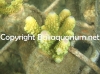 acropora-humilis-green.jpg