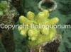 acropora-humilis-lime-2.jpg