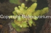 acropora-humilis-lime.jpg