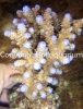 acropora-humilis-pink-tips-xl.jpg