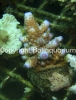 acropora-humilis-pink-tips.jpg