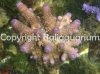 acropora-humilis-pink.jpg