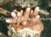 acropora-humilis-red.jpg