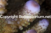 acropora-humilis-tricolor-3413.jpg