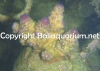 acropora-humilis-tricolor.jpg