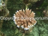 acropora-hyacinthus-red.jpg