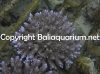 acropora-insignis-800118342.jpg