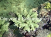 acropora-insignis-green-with-blue-tips.jpg