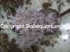 acropora-jacquelinae-800118352.jpg
