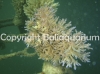 acropora-jacquelinae...jpg