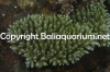 acropora-kimbeensis-1549.jpg