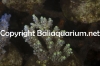acropora-kimbeensis-800118452.jpg