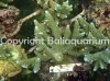 acropora-loiseteae.jpg