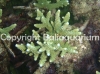 acropora-loisitellae.jpg