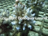acropora-loripes--blue-tips.jpg