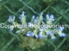acropora-loripes-purple-tips.jpg
