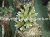 acropora-millepora-licht-green-with-blue-tips.jpg