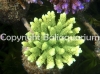 acropora-millepora-lime-2.jpg