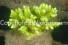 acropora-millepora-lime.jpg