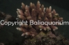 acropora-millepora-red.jpg