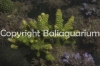 acropora-papillare-green.jpg