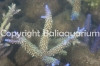 acropora-sp-yellow-with-blue-tips-1294.jpg